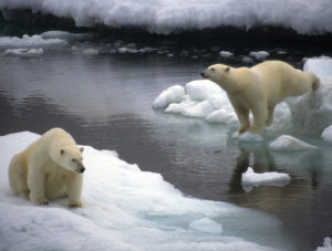 דובי הקוטב בסכנת הכחדה. צילום: גרינפיס