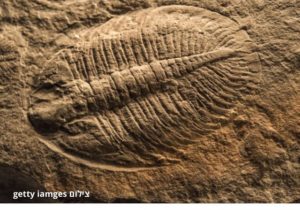 מאובן בן 530 מיליון שנים