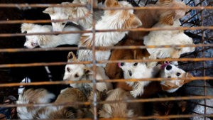 כלבים למאכל בשוק הבשר בוואהן. צילום | רויטרס